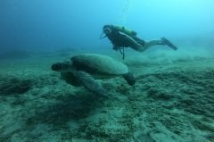 SERTİFİKALI / GÜNLÜK DALIŞ